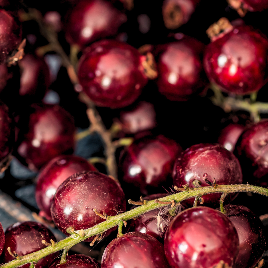 Discover the Superpowers of Schisandra